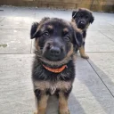 German Shepherd (Alsatian)