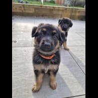 German Shepherd (Alsatian)