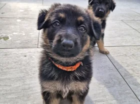 German Shepherd (Alsatian)