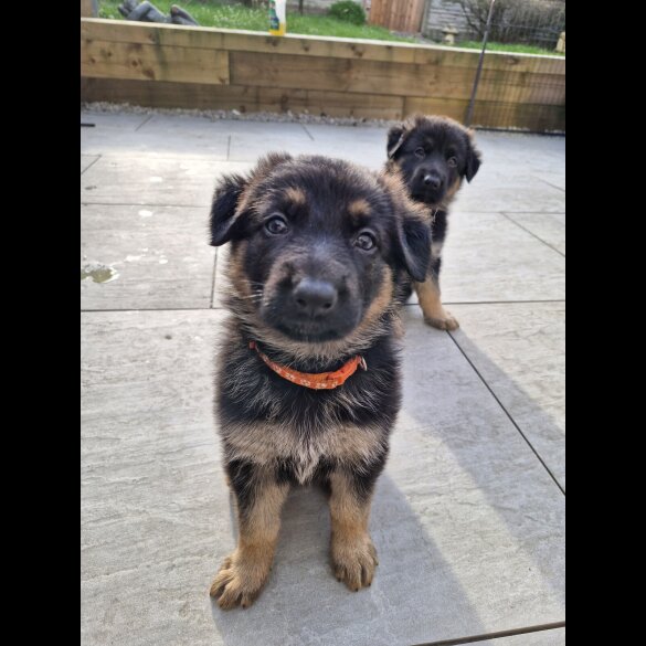 German Shepherd (Alsatian)