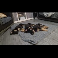 German Shepherd (Alsatian)