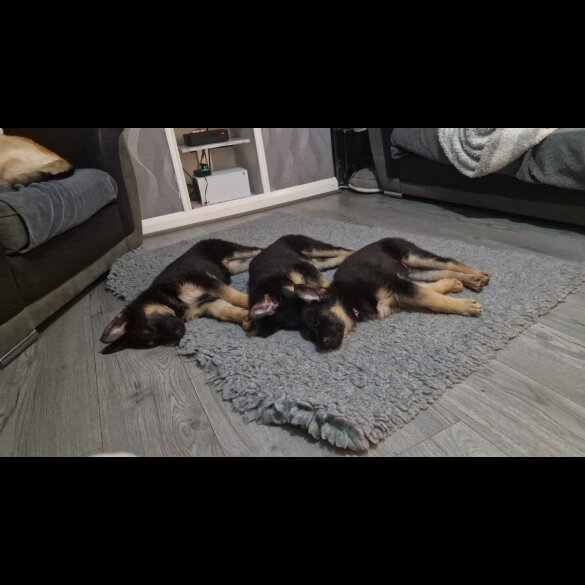 German Shepherd (Alsatian)