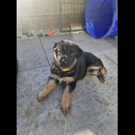 German Shepherd (Alsatian)