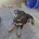 German Shepherd (Alsatian)
