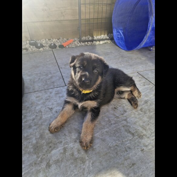 German Shepherd (Alsatian)