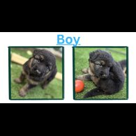 German Shepherd (Alsatian)