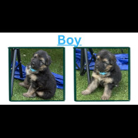 German Shepherd (Alsatian)