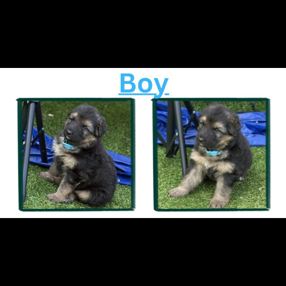 German Shepherd (Alsatian)