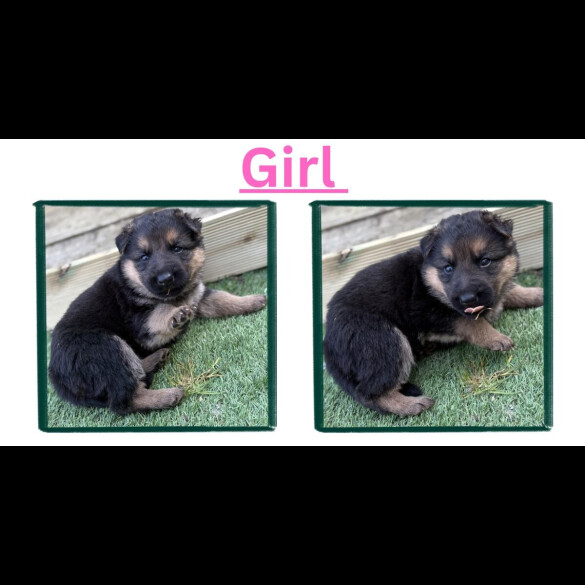 German Shepherd (Alsatian)