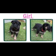 German Shepherd (Alsatian)