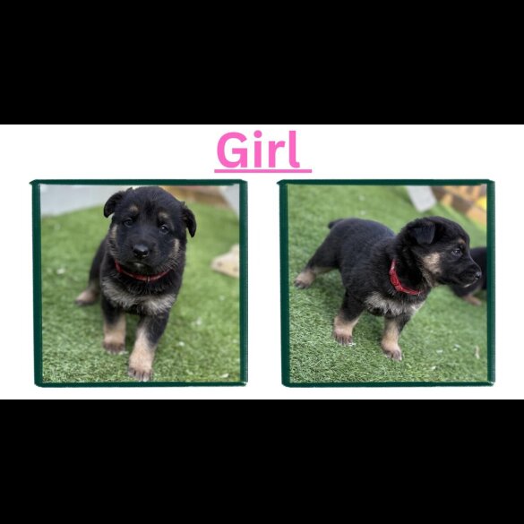 German Shepherd (Alsatian)