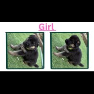 German Shepherd (Alsatian)