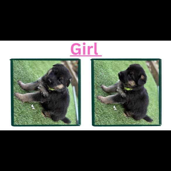 German Shepherd (Alsatian)