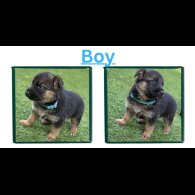 German Shepherd (Alsatian)