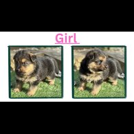 German Shepherd (Alsatian)