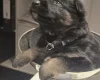 German Shepherd (Alsatian)