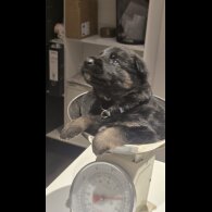 German Shepherd (Alsatian)