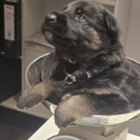 German Shepherd (Alsatian)