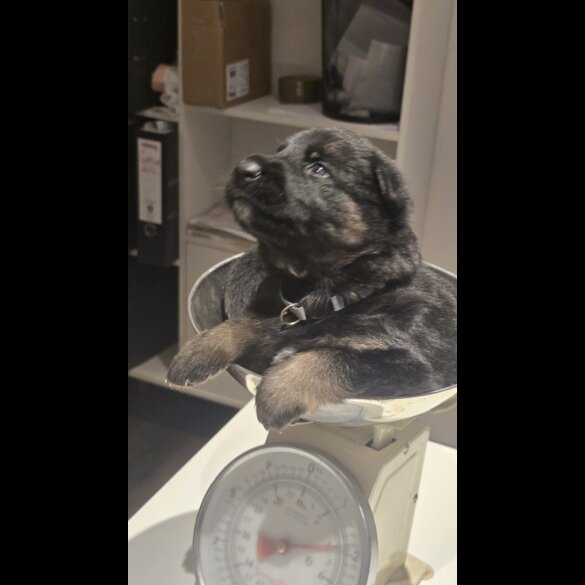 German Shepherd (Alsatian)
