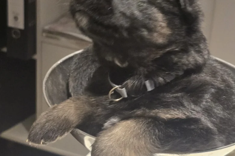 German Shepherd (Alsatian)