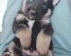 German Shepherd (Alsatian)