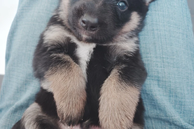 German Shepherd (Alsatian)