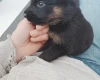 German Shepherd (Alsatian)