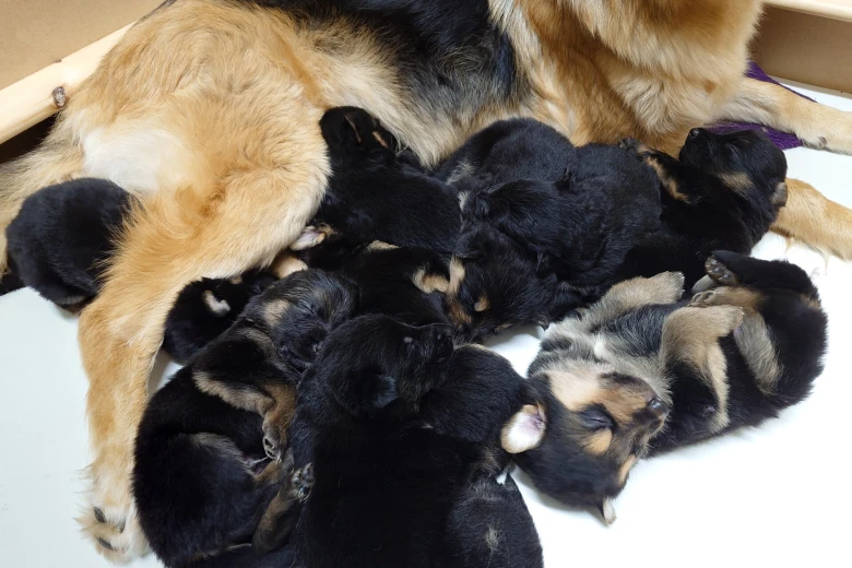 German Shepherd (Alsatian)
