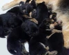 German Shepherd (Alsatian)