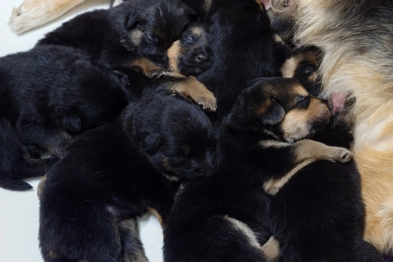 German Shepherd (Alsatian)