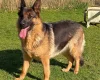 German Shepherd (Alsatian)