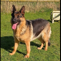 German Shepherd (Alsatian)