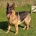 German Shepherd (Alsatian)