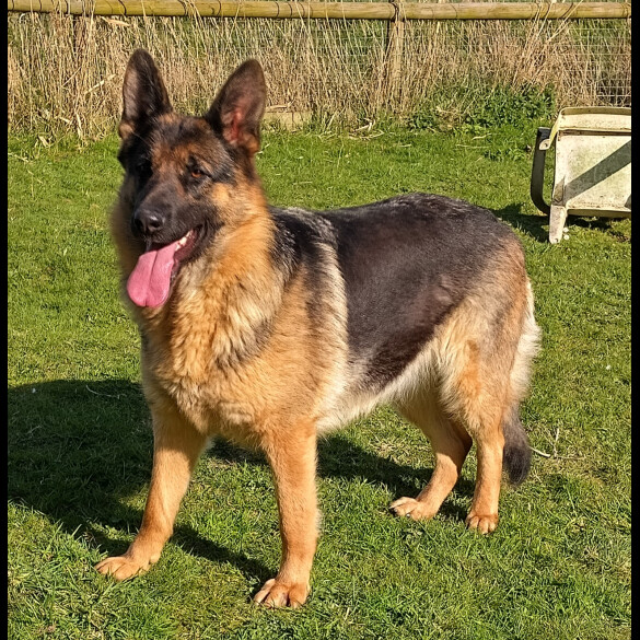 German Shepherd (Alsatian)