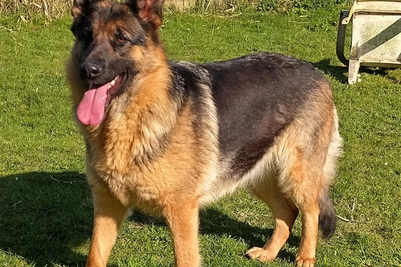German Shepherd (Alsatian)
