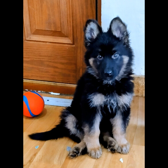 German Shepherd (Alsatian)