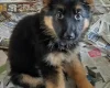 German Shepherd (Alsatian)