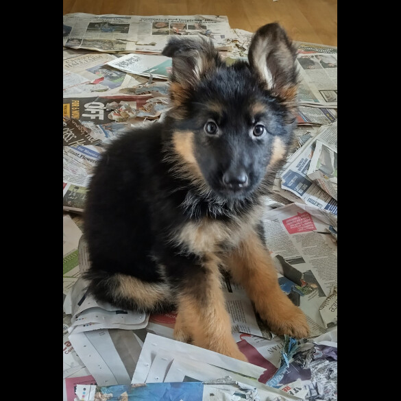 German Shepherd (Alsatian)
