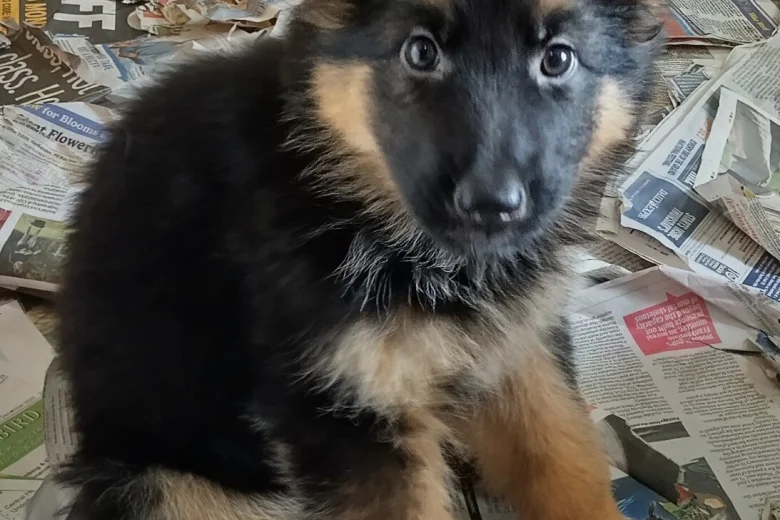 German Shepherd (Alsatian)