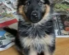 German Shepherd (Alsatian)