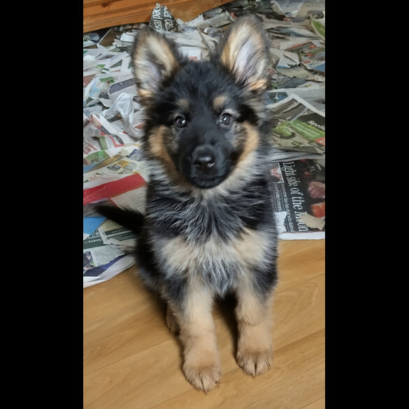 German Shepherd (Alsatian)