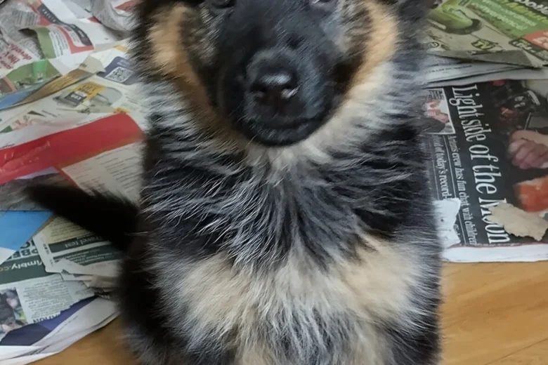 German Shepherd (Alsatian)