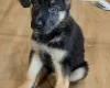 German Shepherd (Alsatian)