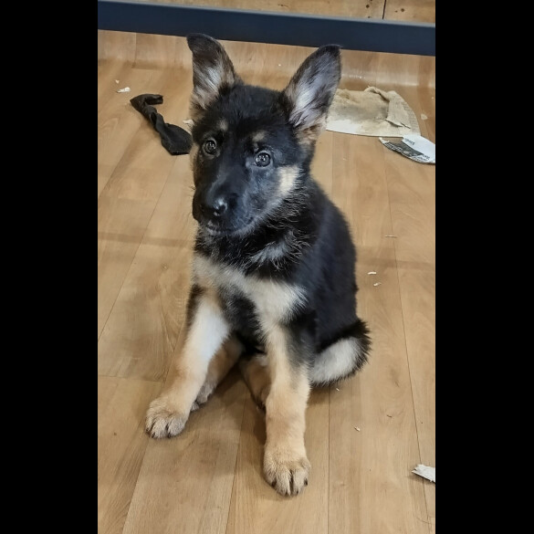 German Shepherd (Alsatian)