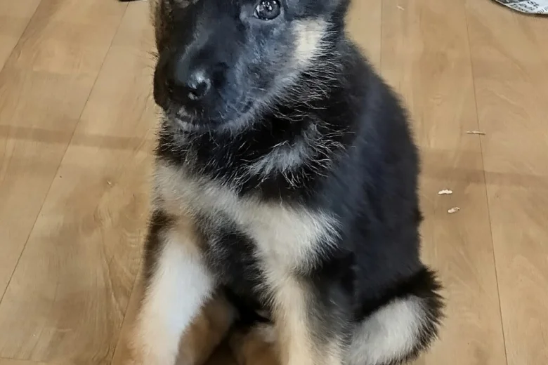 German Shepherd (Alsatian)