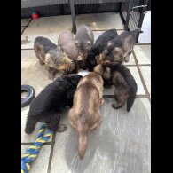 German Shepherd (Alsatian)