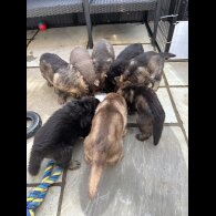 German Shepherd (Alsatian)
