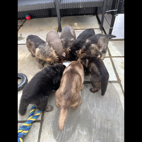 German Shepherd (Alsatian)