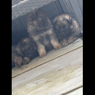 German Shepherd (Alsatian)