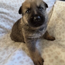 German Shepherd (Alsatian)